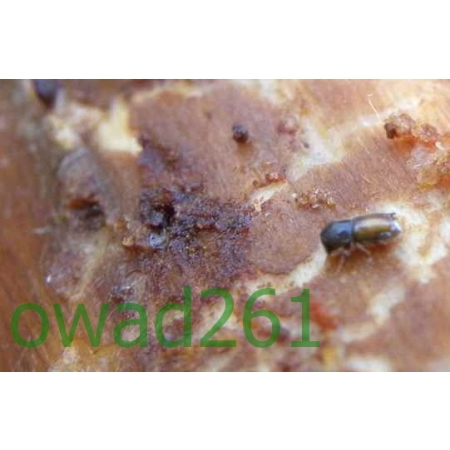 Pityogenes bidenatus (Herbst, 1783) Rytownik dwuzębny &#9792;